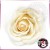 Rosas de Sabão Embalagens de 25 unidades Marfim